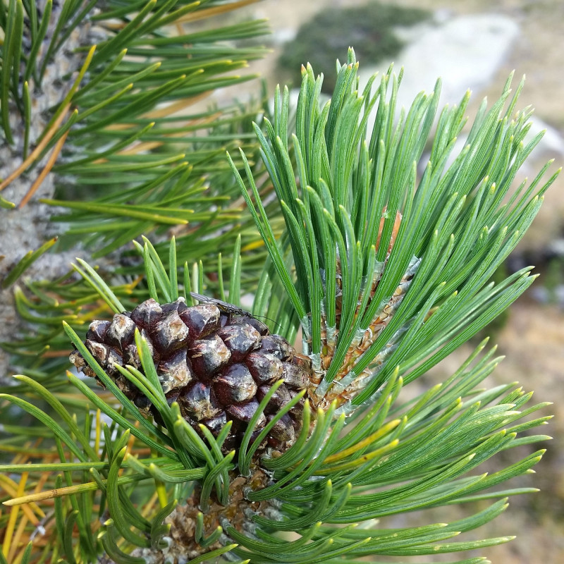 Pinus uncinata de Joan Simon from Barcelona, España, CC BY-SA 2.0, via Wikimedia Commons
