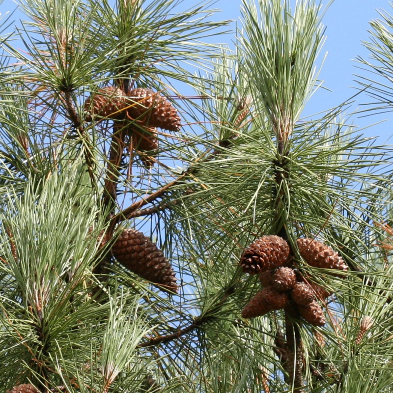 Pinus pinaster de S. Rae d'Ecosse, Royaume-Uni, CC BY 2.0, via Wikimedia Commons