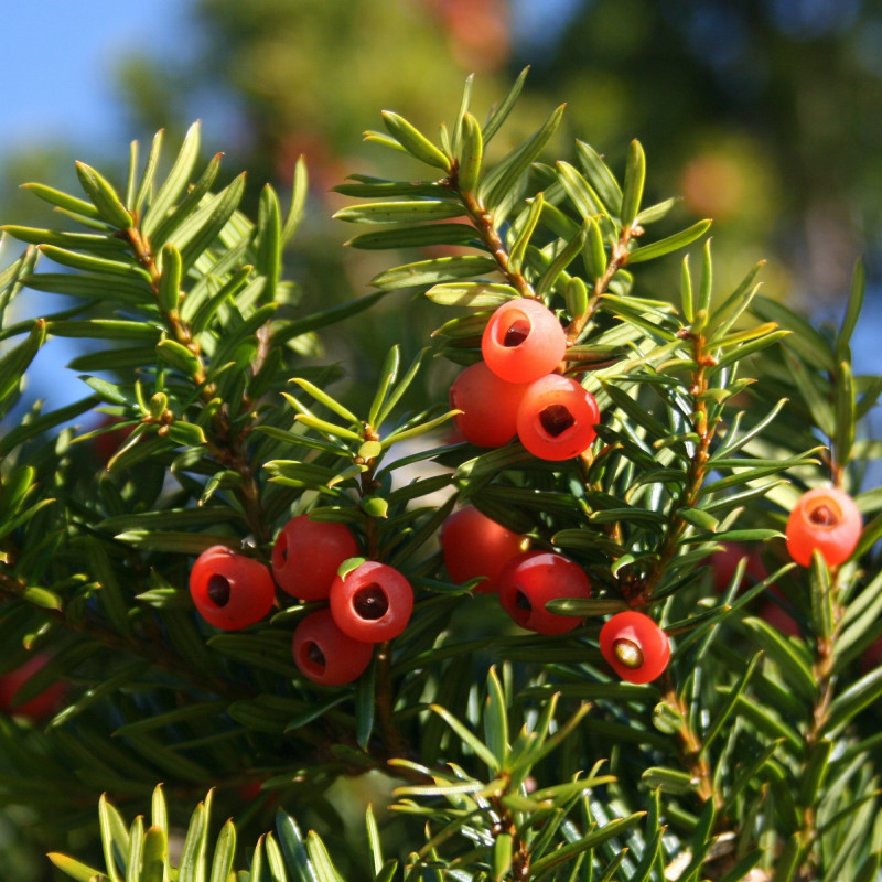 Taxus cuspidata de Alpsdake, CC BY-SA 3.0, via Wikimedia Commons Taxus cuspidata de Alpsdake, CC BY-SA 3.0, via Wikimedia Commons