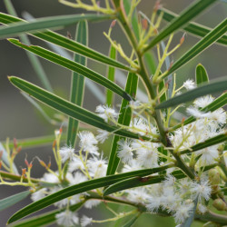 Acacia suaveolens de MargaretRDonald, CC BY-SA 4.0, via Wikimedia Commons