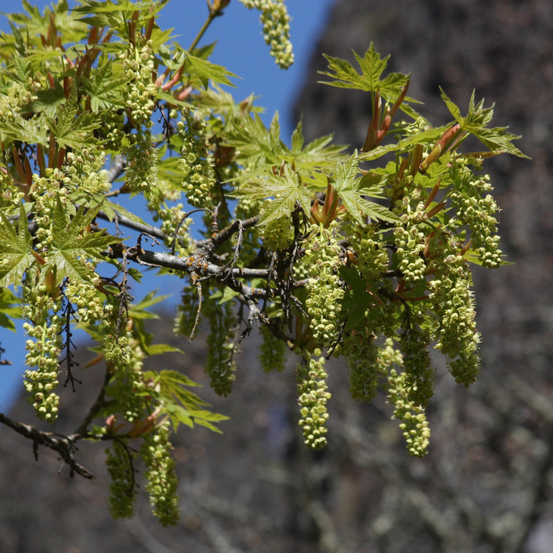 Acer macrophyllum de Walter Siegmund, CC BY-SA 3.0, via Wikimedia Commons Acer macrophyllum de Walter Siegmund, CC BY-SA 3.0, via Wikimedia Commons