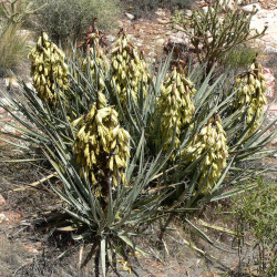 Yucca baccata par Stan Shebs de Wikimedia commons