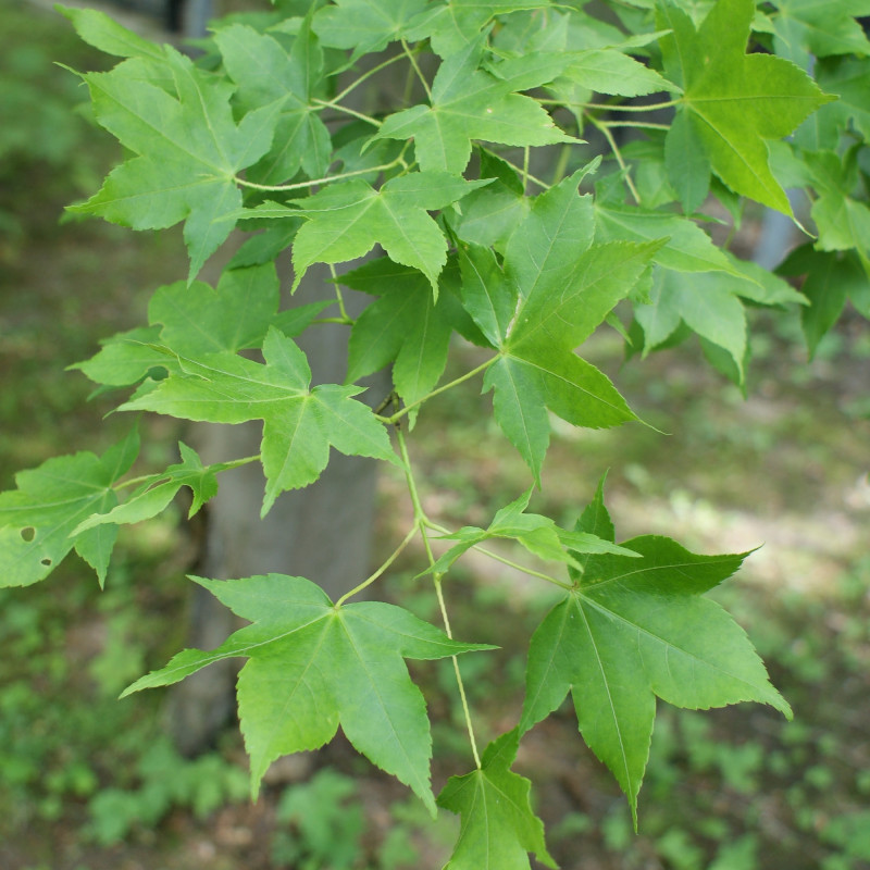 Acer oliverianum de Kenraiz, Krzysztof Ziarnek, CC BY-SA 4.0, via Wikimedia Commons