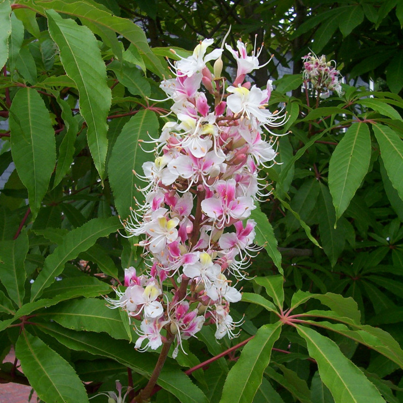 Aesculus indica de Steve Law from Henfield, England, CC BY-SA 2.0, via Wikimedia Commons Aesculus indica de Steve Law from Henfield, England, CC BY-SA 2.0, via Wikimedia Commons