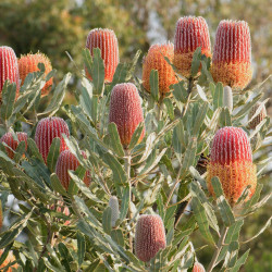 Banksia menziesii par Terri Sharp de Pixabay