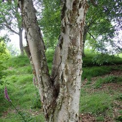 Betula ermanii de Krzysztof Ziarnek, Kenraiz, CC BY-SA 4.0, via Wikimedia Commons