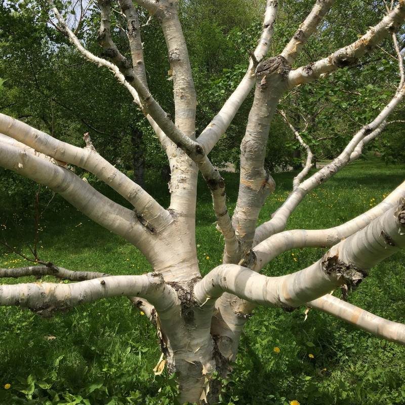 Betula ermanii de Plant Image Library from Boston, USA, CC BY-SA 2.0, via Wikimedia Commons Betula ermanii de Plant Image Library from Boston, USA, CC BY-SA 2.0, via Wikimedia Commons