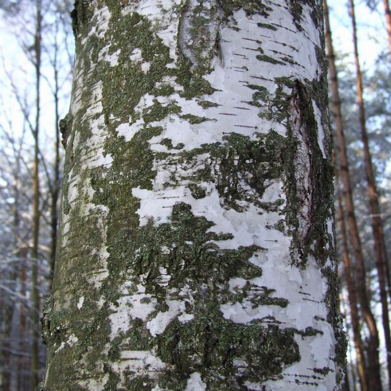 Betula pendula de Hubert Śmietanka, CC BY-SA 2.5, via Wikimedia Commons