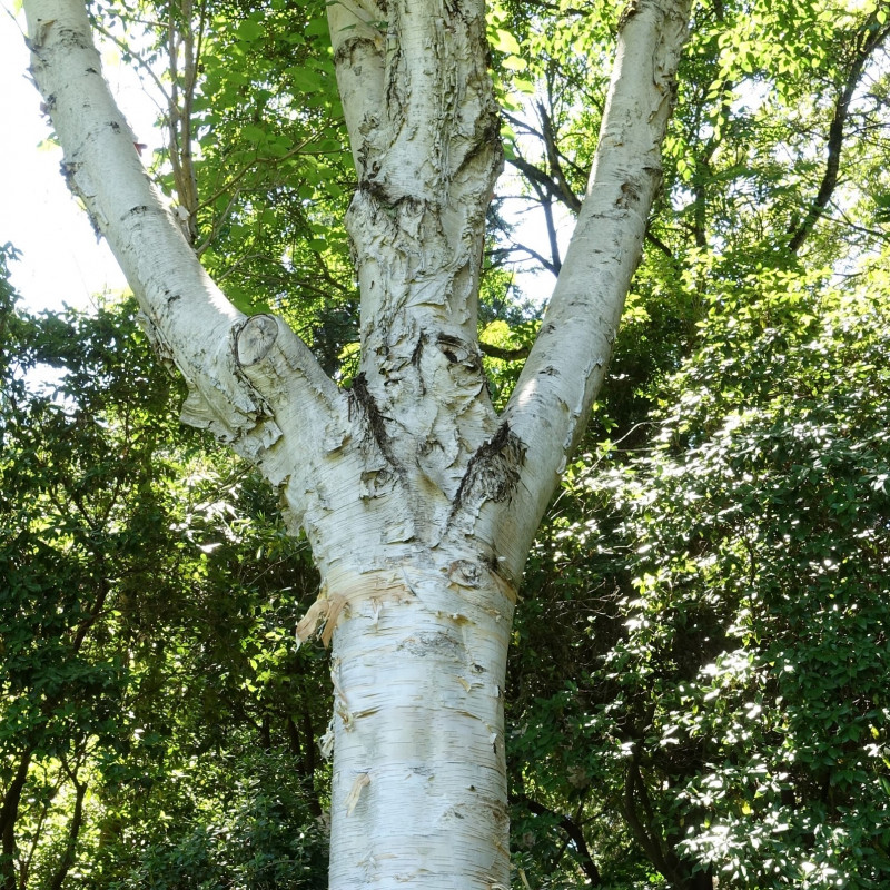 Betula utilis var. jacquemontii de Daderot, CC0, via Wikimedia Commons Betula utilis var. jacquemontii de Daderot, CC0, via Wikimedia Commons