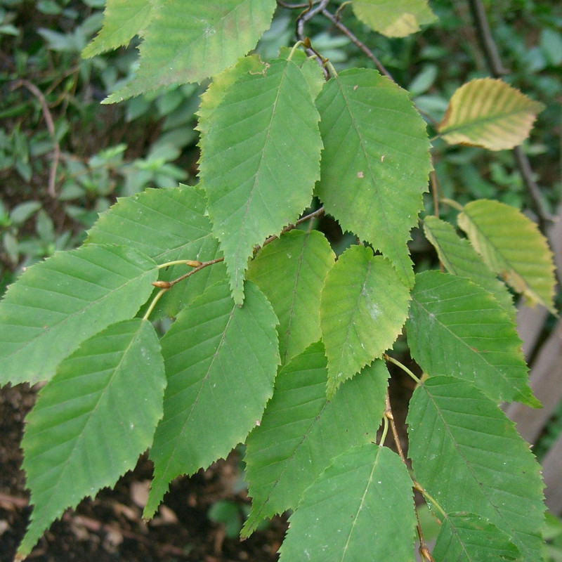 Carpinus laxiflora de KENPEI, CC BY-SA 3.0, via Wikimedia Commons