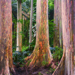 Eucalyptus deglupta par Todd Kay de Pixabay