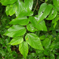 Celtis tenuifolia de Masebrock, Public domain, via Wikimedia Commons
