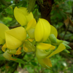 Crotalaria capensis de Consultaplantas, CC BY-SA 4.0, via Wikimedia Commons