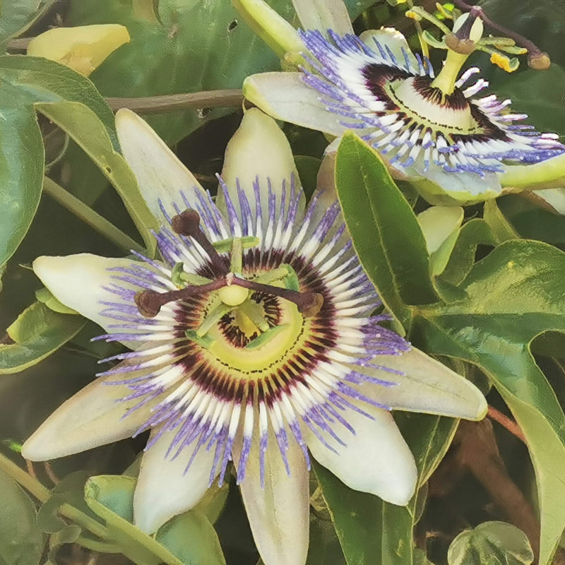 Graines De Passiflore Bleue Semences De Passiflora Caerulea 1897