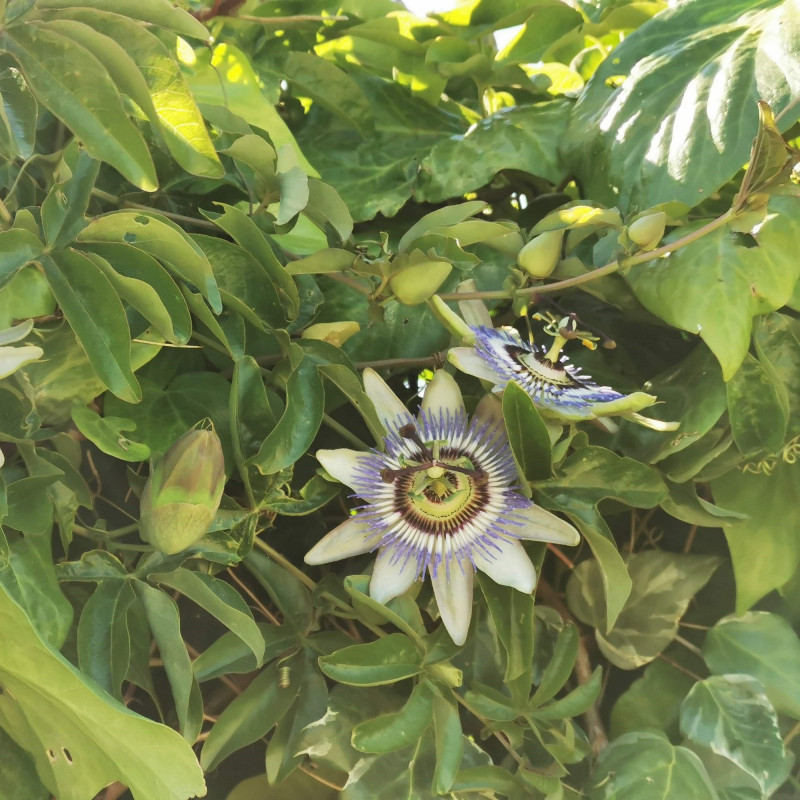 Graines De Passiflore Bleue Semences De Passiflora Caerulea 7807