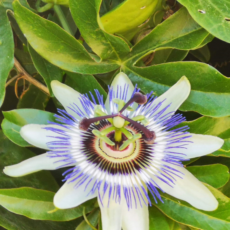 Graines De Passiflore Bleue Semences De Passiflora Caerulea 5724