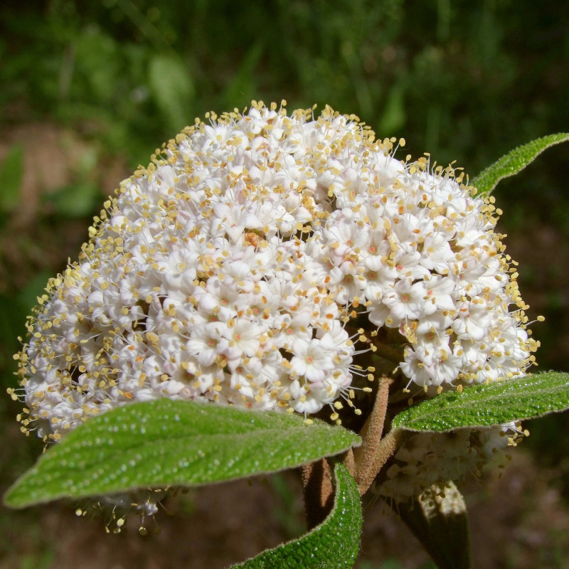 Viburnum Lucidum (Viorne) – Plante De Haie Persistante – Pot 30 Cm, Hauteur 125-150 Cm – Résistante, Facile D’entretien