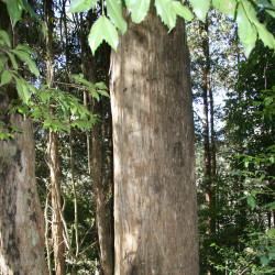 Eucalyptus oreades de Casliber, CC BY-SA 3.0, via Wikimedia Commons