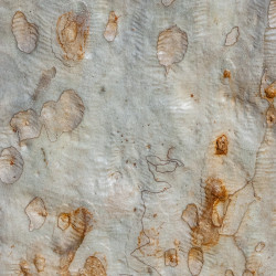 Eucalyptus racemosa de John Robert McPherson CC BY-SA 4.0 via Wikimedia Commons