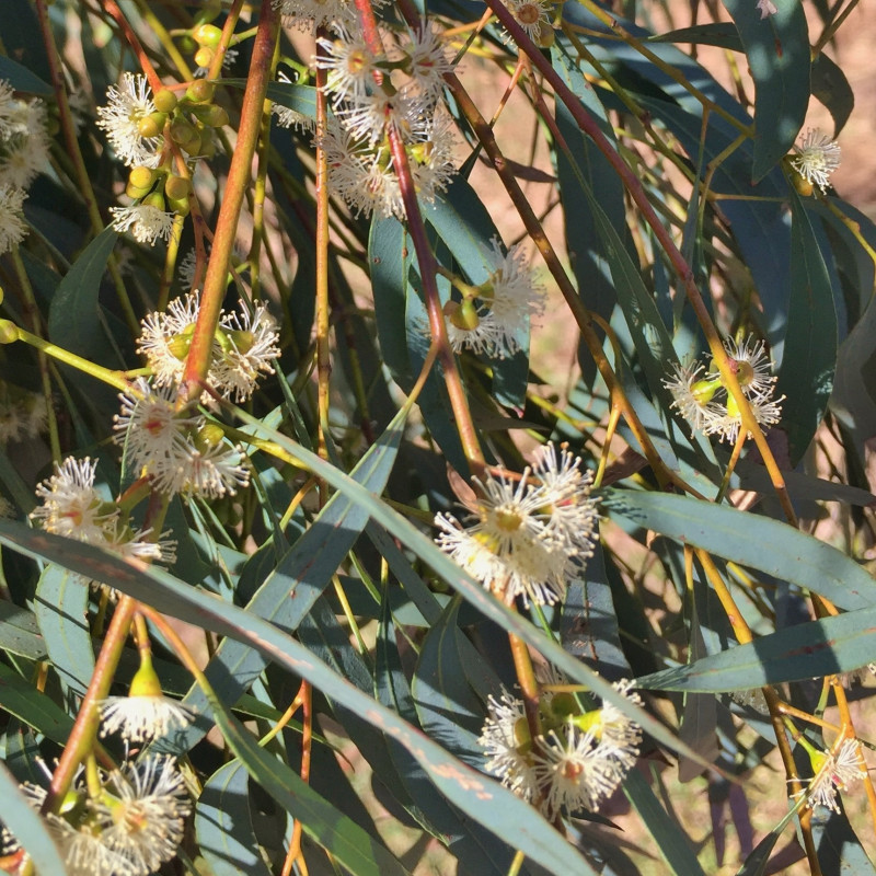 10 Graines Eucalyptus Nitens Brillant - Arbre Jardin, Shining Gum, Croissance Rapide, Fraîches - 11