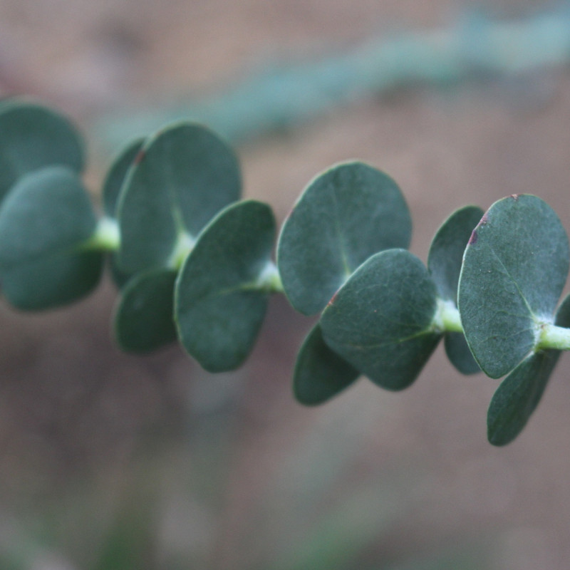 Eucalyptus gunnii de Emőke Dénes, CC BY-SA 4.0, via Wikimedia Commons