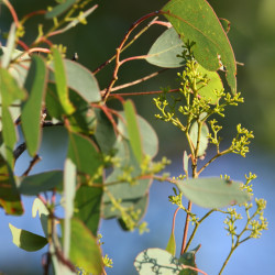 Eucalyptus polyanthemos de Donald Hobern from Copenhagen, Denmark, CC BY 2.0, via Wikimedia Commons