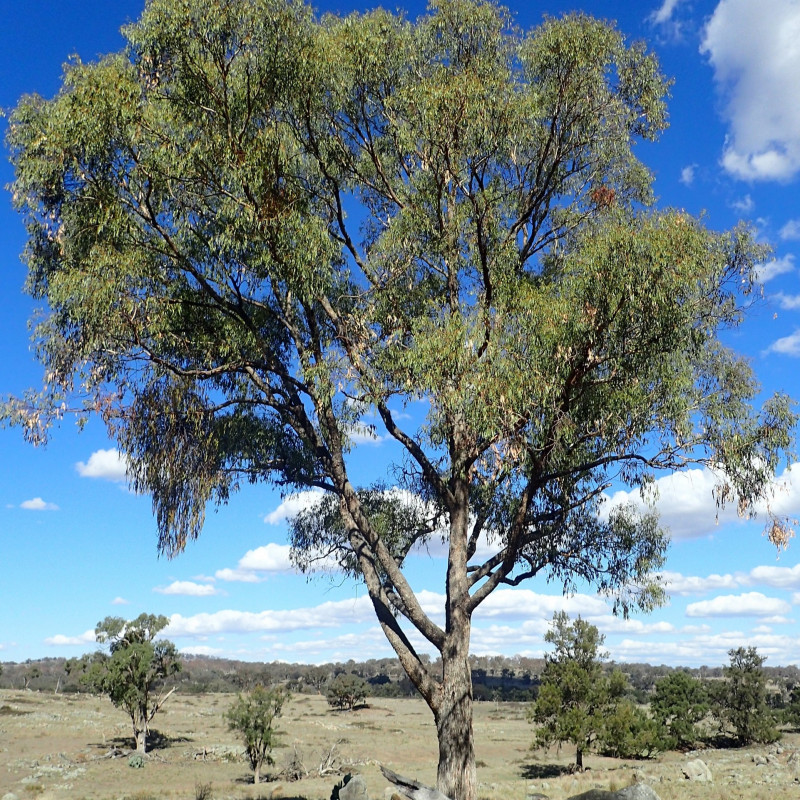 Eucalyptus nova-anglica de Geoff Derrin, CC BY-SA 4.0, via Wikimedia Commons