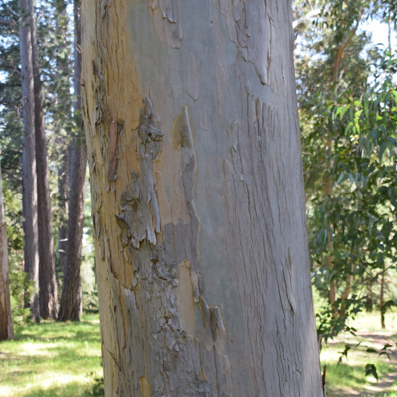 Eucalyptus nitida de Krzysztof Golik, CC BY-SA 4.0, via Wikimedia Commons