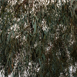 Eucalyptus nicholii de Rexness from Melbourne, Australia, CC BY-SA 2.0, via Wikimedia Commons