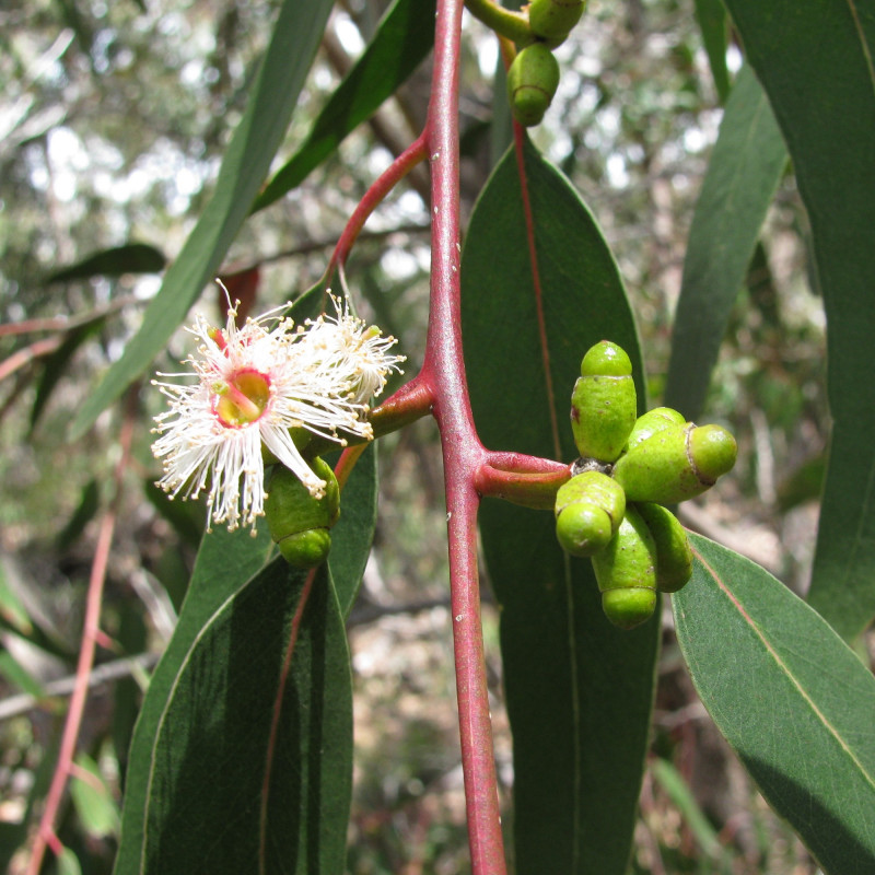 Eucalyptus goniocalyx de Forest & Kim Starr, CC BY 3.0 US, via Wikimedia Commons