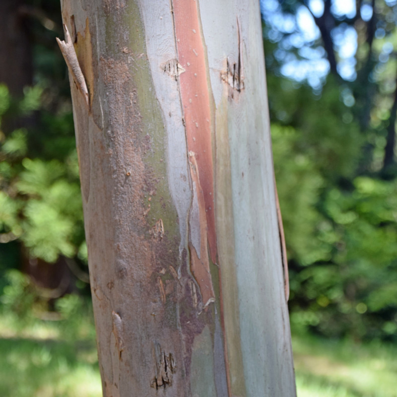 Eucalyptus glaucescens e Krzysztof Golik, CC BY-SA 4.0, via Wikimedia Commons
