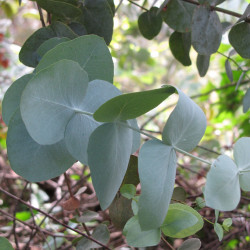 Eucalyptus cinerea de Forest & Kim Starr, CC BY 3.0 US, via Wikimedia Commons