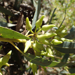 Eucalyptus falcata de Geoff Derrin, CC BY-SA 4.0, via Wikimedia Commons