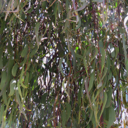 Eucalyptus melliodora de Fir0002, CC BY-SA 3.0, via Wikimedia Commons