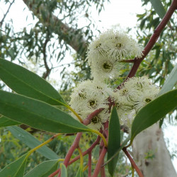 Eucalyptus coccifera de Wendy Cutler, CC BY 2.0, via Wikimedia Commons