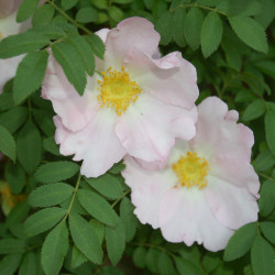Rosa roxburghii par Huhu. de Wikimedia commons