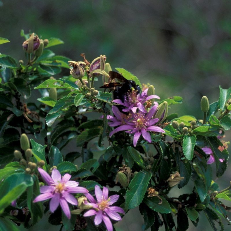 Grewia occidentalis par Forêt et Kim Starr de Wikimedia commons
