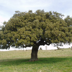 Quercus ilex par propio de Wikimedia commons