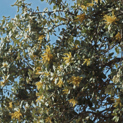 Quercus ilex ballota par Luis Fernandez Garcia de Wikimedia commons