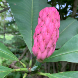 Magnolia tripetala de KATHERINE WAGNER-REISS, CC BY-SA 4.0, via Wikimedia Commons