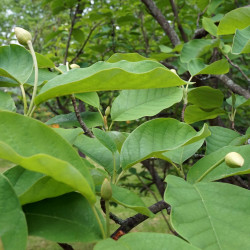 Magnolia sieboldii de Plant Image Library from Boston, USA, CC BY-SA 2.0, via Wikimedia Commons