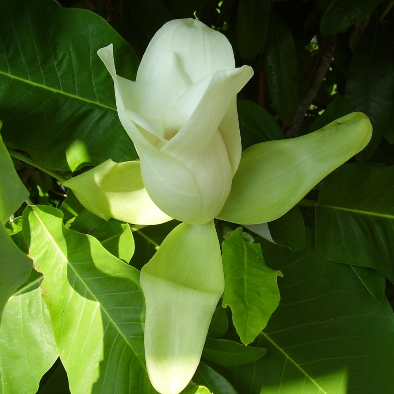 Magnolia macrophylla var. ashei de Bjocar sur Wikipédia anglais, CC BY-SA 3.0 via Wikimedia Commons