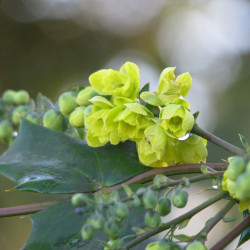 Mahonia japonica de peganum from Small Dole, England, CC BY-SA 2.0, via Wikimedia Commons