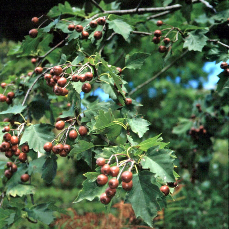 Graines d'Alisier torminal - Semences de Sorbus torminalis