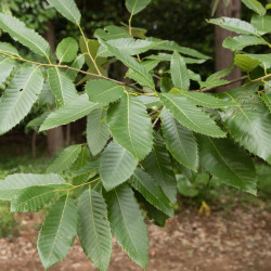 Quercus variabilis de Σ64, CC BY 3.0,, via Wikimedia Commons