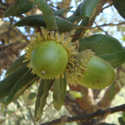 Quercus suber de Xemenendura, CC BY 3.0, via Wikimedia Commons