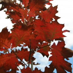Quercus rubra de David J. Stang, CC BY-SA 4.0, via Wikimedia Commons