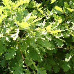Quercus pubescens de Georgi Kunev, CC BY-SA 2.5, via Wikimedia Commons