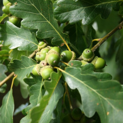Quercus petraea de Sten, CC BY-SA 3.0, via Wikimedia Commons
