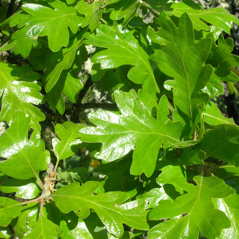 Quercus garryana de J Brew, CC BY-SA 2.0, via Wikimedia Commons